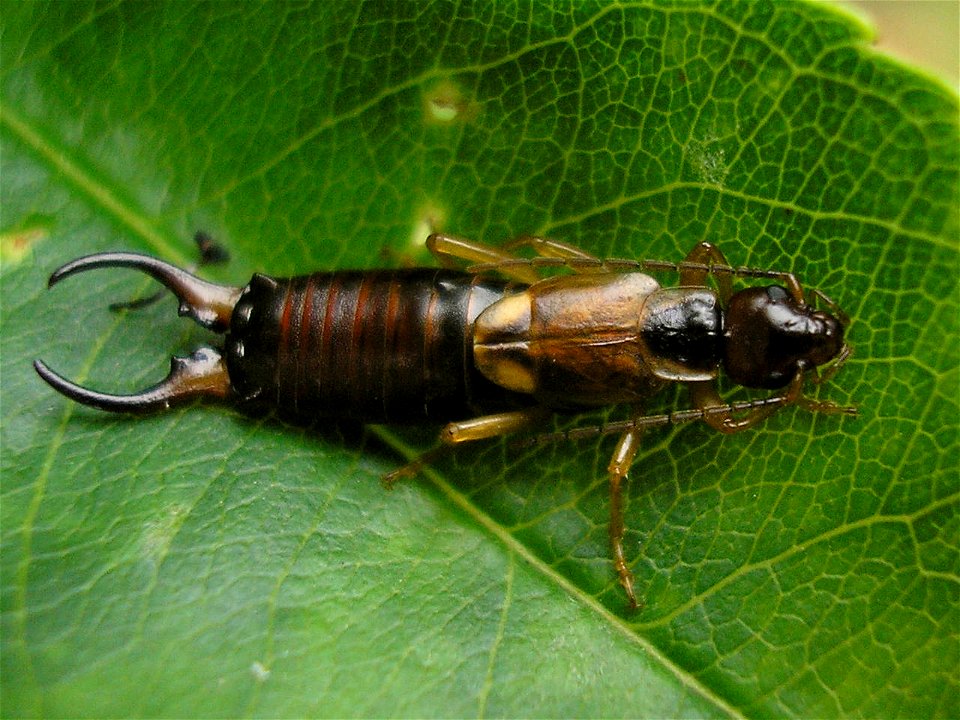 Male Earwig of species Forficula auricularia
Location: Hengelo (Overijssel), Netherlands