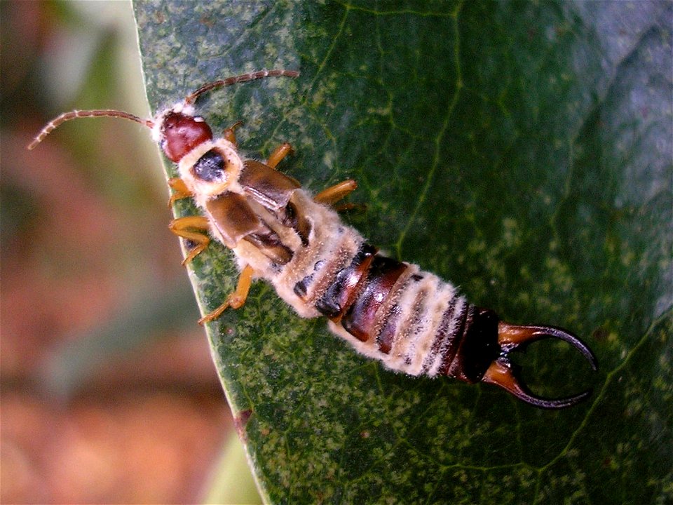 Dead male Earwig of species Forficula auricularia with fungus - possibly Entomophaga (?) Location: Enschede (Overijssel), Netherlands photo