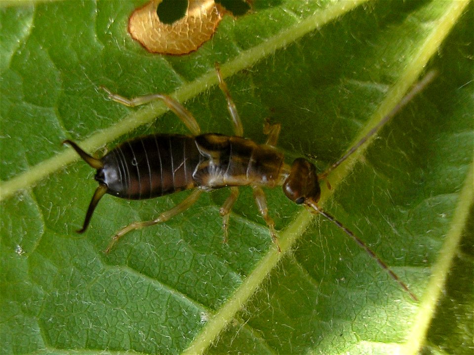 Earwig nymph of species Forficula auricularia.
Location: Hengelo (Overijssel), Netherlands