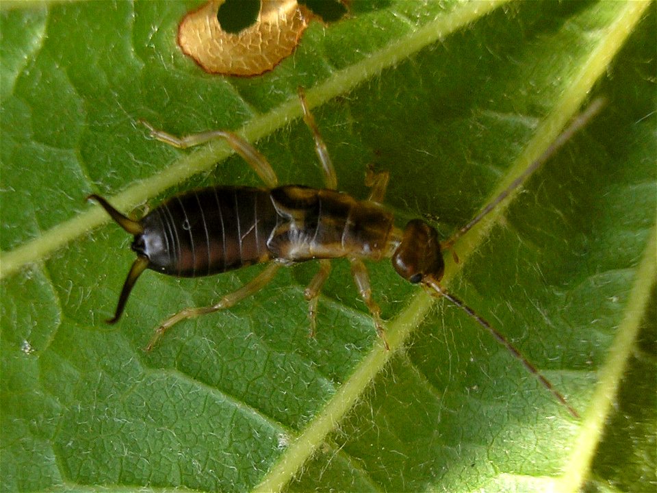 Earwig nymph of species Forficula auricularia. Location: Hengelo (Overijssel), Netherlands photo