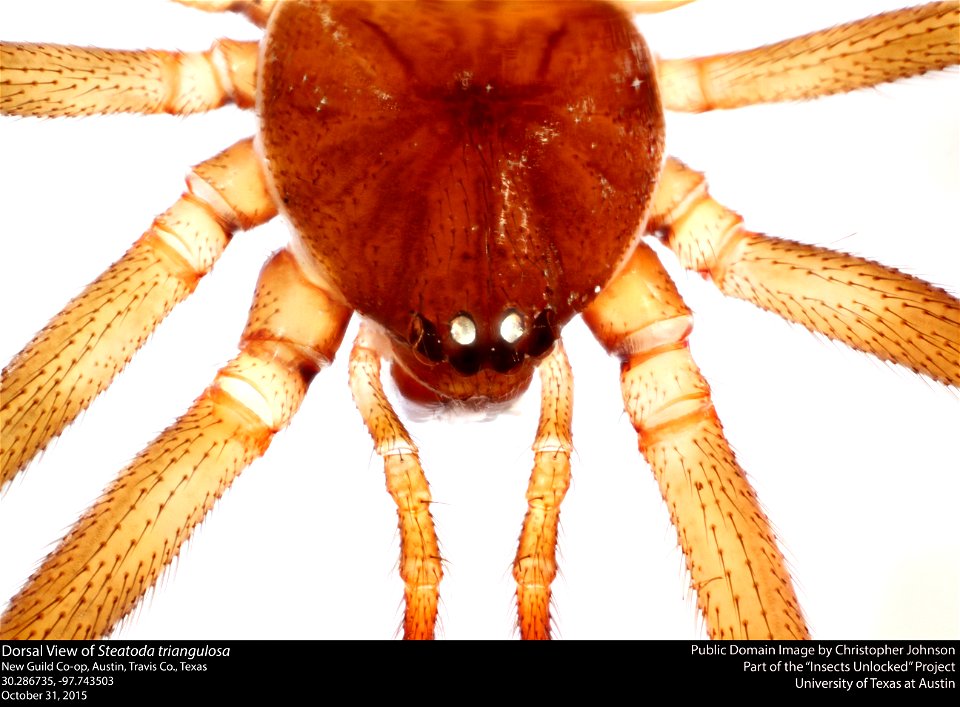 Dorsal View of Steatoda triangulosa
New Guild Co-op, Austin, Travis Co., Texas
30.286735, -97.743503
October 31, 2015
Public domain image by Christopher Johnson
Part of the Insects Unlocked Project

U