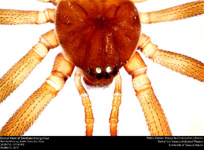 Dorsal View of Steatoda triangulosa New Guild Co-op, Austin, Travis Co., Texas 30.286735, -97.743503 October 31, 2015 Public domain image by Christopher Johnson Part of the Insects Unlocked Project U photo