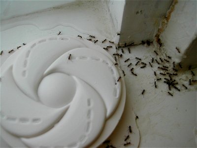 Argentine ants taking bait from a commercial trap photo