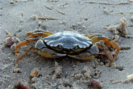 Common shore crab 'Carcinus maenas' photo