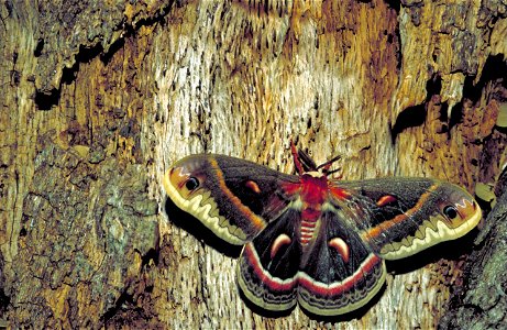 Image title: Cecropia moth insect hyalophora cecropia
Image from Public domain images website, http://www.public-domain-image.com/full-image/fauna-animals-public-domain-images-pictures/insects-and-bug
