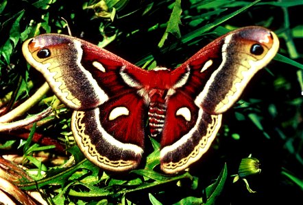 Image title: Cecropia moth with wings expanded Image from Public domain images website, http://www.public-domain-image.com/full-image/fauna-animals-public-domain-images-pictures/insects-and-bugs-publi photo