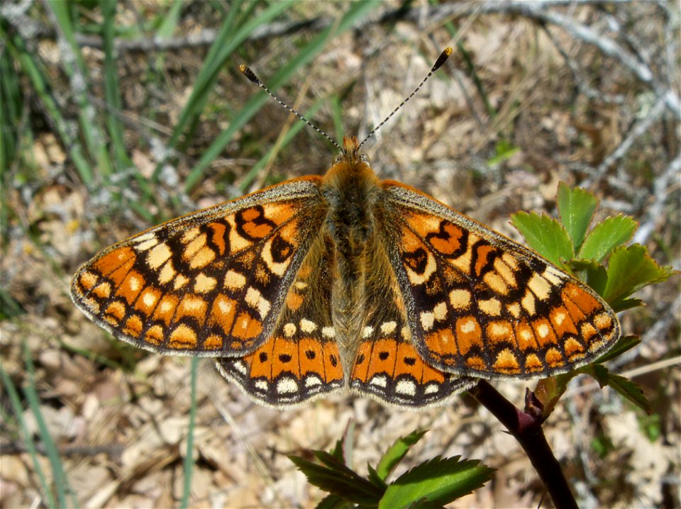 Euphydryas aurinia (El Escorial, Madrid, España)