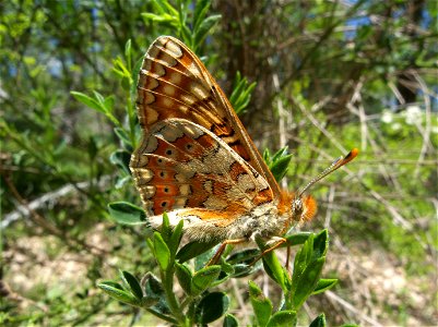 Euphydryas aurinia (El Escorial, Madrid, España). photo