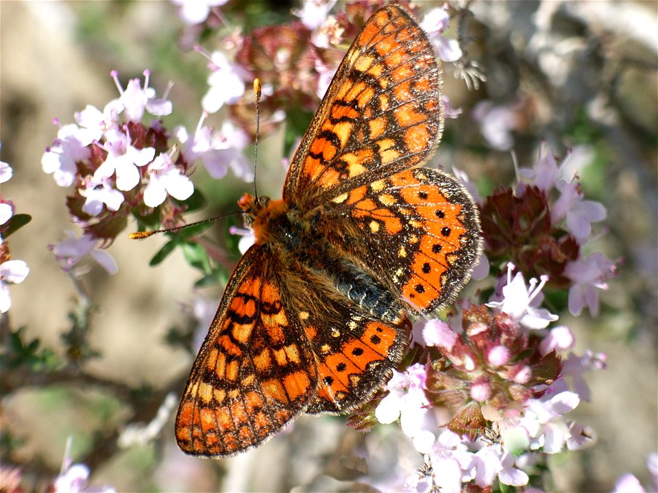 Euphydryas aurinia beckeri