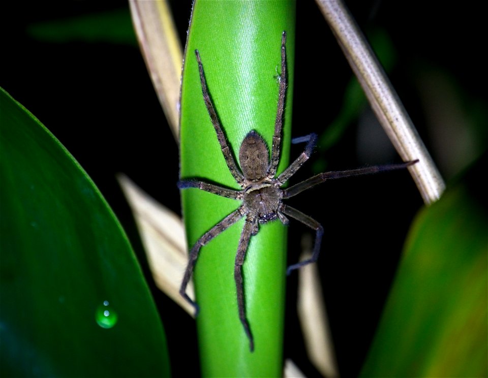 Heteropoda venatoria (Sparassidae) [Japanese name : ashidaka-gumo]
Hunstman spider

OIST Wizard path at night