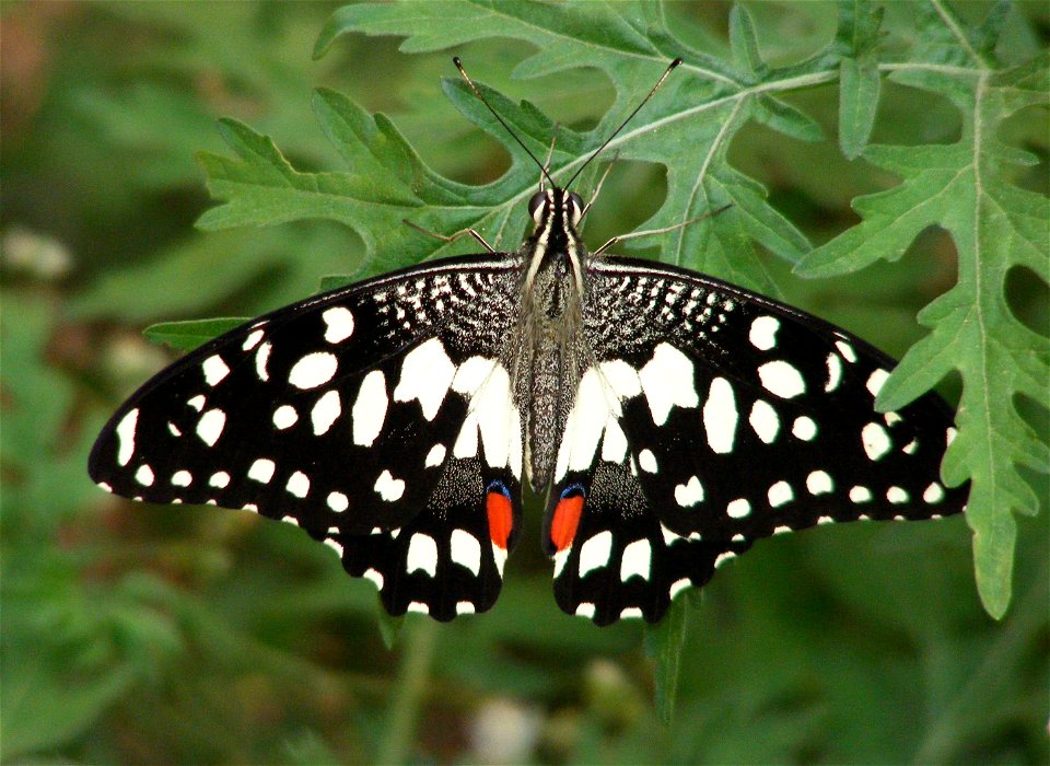 Lime Butterfly_Papilio demoleus