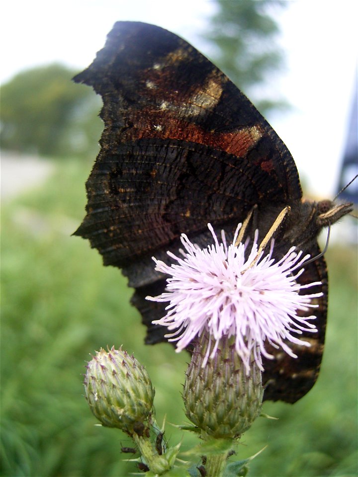 This photo shows Cirsium arvense. I took this photo in Gouda.