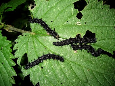 Tagpfauenauge, Raupe (European Peacock, caterpillar); Inachis io photo