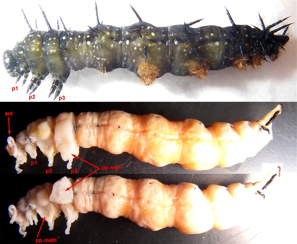 pronymph of butterfly Vanessa io and its pupal body extracted from larval cuticle