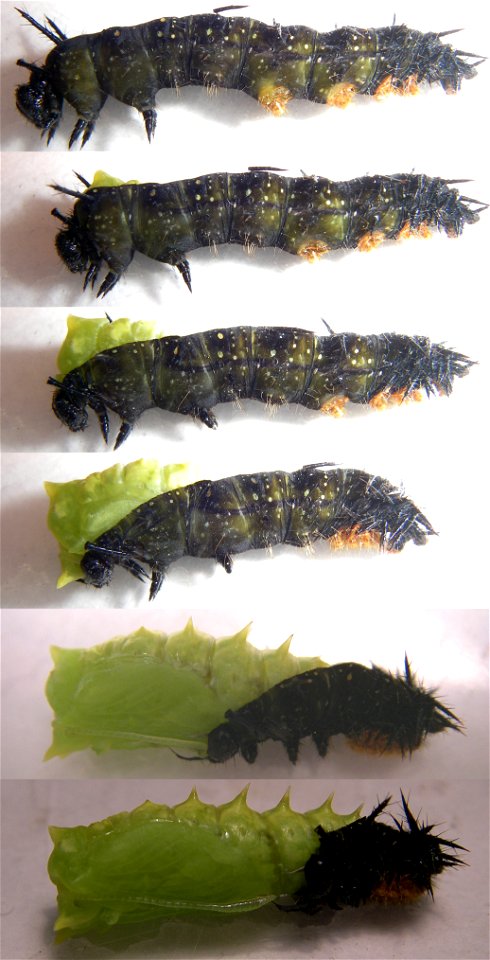 Butterfly Vanessa io: subsequent stages of molt from larva to pupa