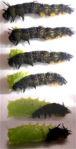 Butterfly Vanessa io: subsequent stages of molt from larva to pupa