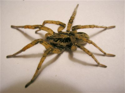 Spider, maybe Lycosa tarentula
