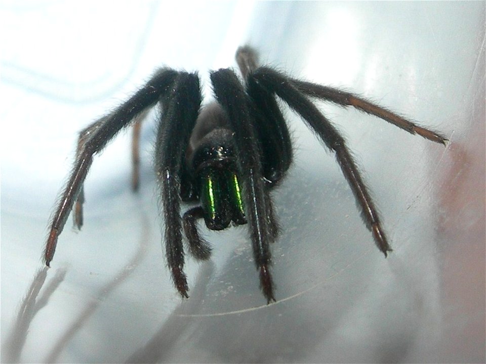 Segestria florentina, Seynod, France