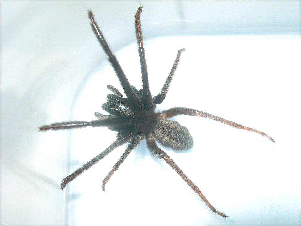 Segestria florentina, Seynod, France