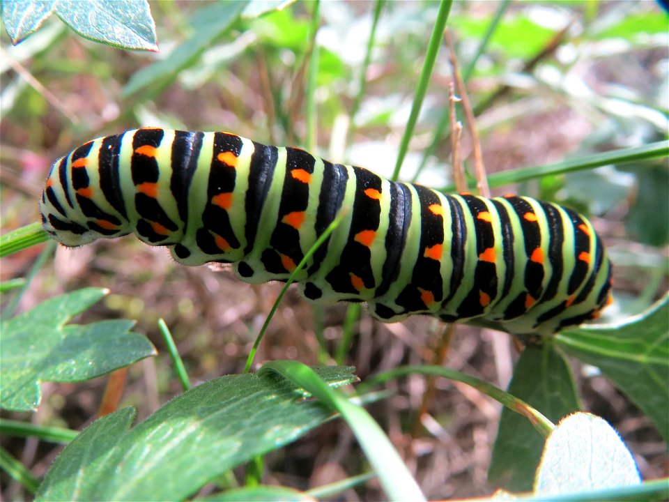Raupe vom Schwalbenschwanz (Papilio machaon) an einem Berg-Haarstrang unmittelbar am Bahndamm der Rheinbahn in der Schwetzinger Hardt