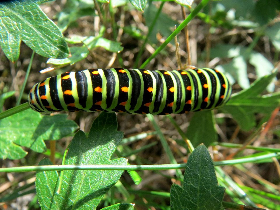 Raupe vom Schwalbenschwanz (Papilio machaon) an einem Berg-Haarstrang unmittelbar am Bahndamm der Rheinbahn in der Schwetzinger Hardt