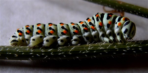 Chenille / Caterpillar