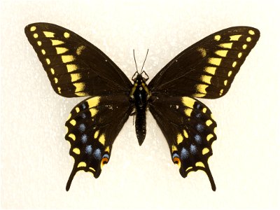 Baird's Swallowtail (Papilio machaon bairdii)