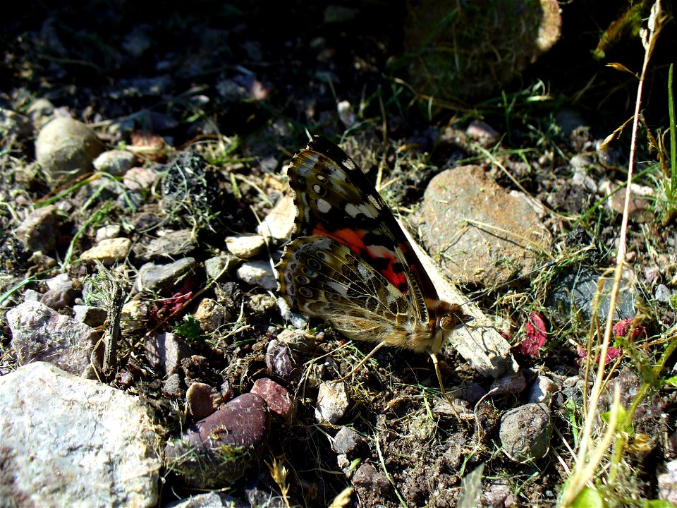 I am the originator of this photo. I hold the copyright. I release it to the public domain. This photo depicts a butterfly. One of the admirals.