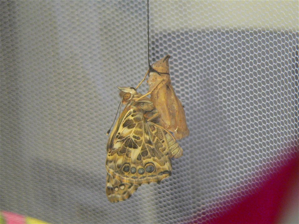 Vanessa cardui drying wings after eclosion