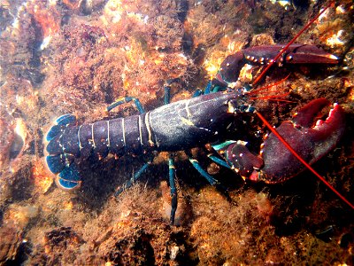European lobster (Hommarus gammarus) photo