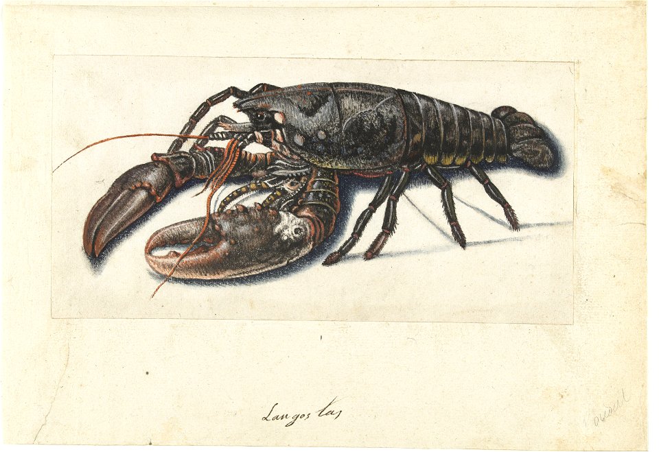 IdentificatieTitel(s): ZeekreeftLangostas (titel op object)Lombard album (serietitel)Objecttype: tekening Serienummer: ?/100?Objectnummer: RP-T-1952-368Catalogusreferentie: Boon 585Omschrijving: 