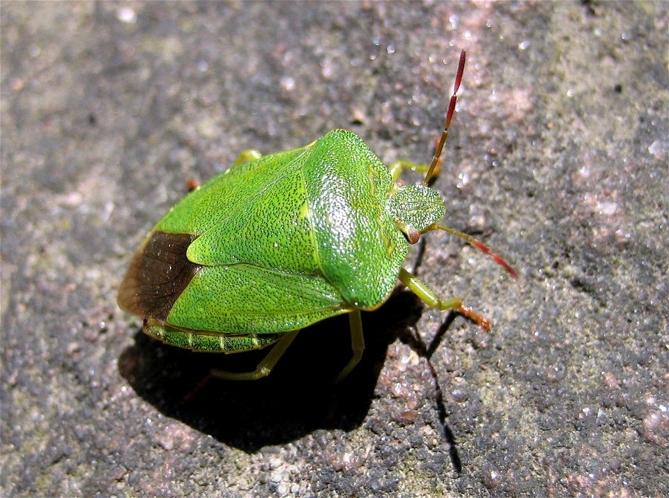 A Green shield bug