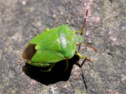 A Green shield bug