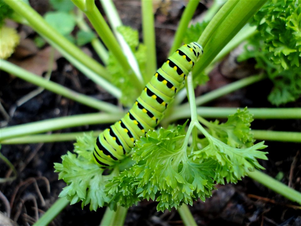Papilio polyxenes (Black Swallowtail) caterpillar on a parsley plant.