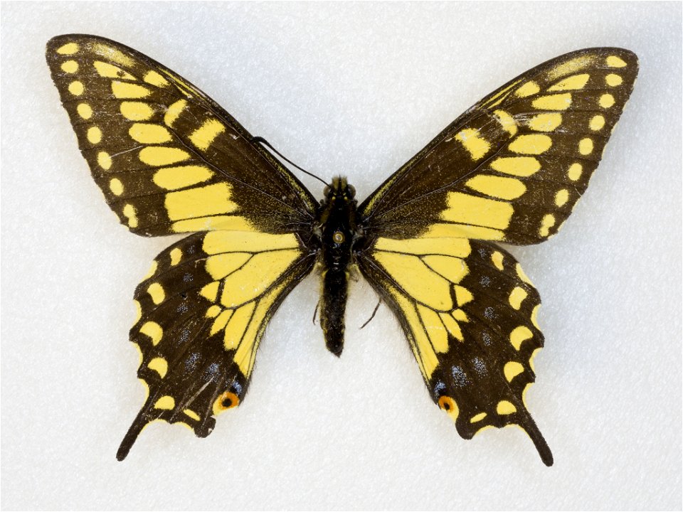 Desert Black Swallowtail (Papilio polyxenes coloro)