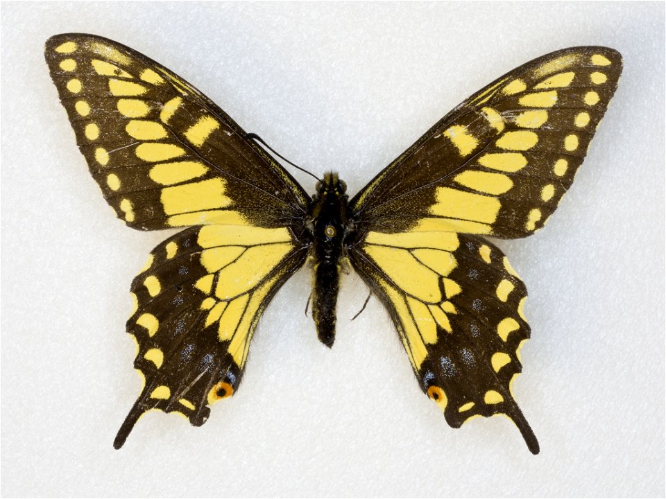 Desert Black Swallowtail (Papilio polyxenes coloro) photo