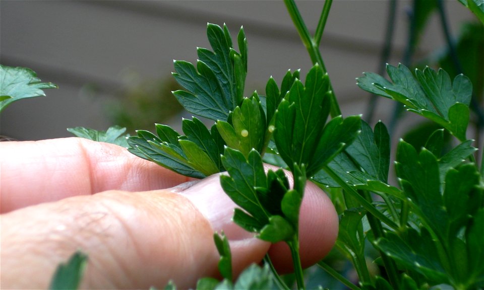 Black Swallowtail eggs on parsley