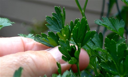 Black Swallowtail eggs on parsley photo