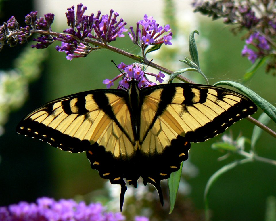 Eastern Tiger Swallowtail (male) Papilio glaucus photo