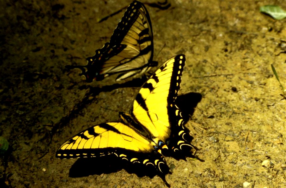 Image title: Tiger swallowtail butterfly insect papilio glaucus linnaeus Image from Public domain images website, http://www.public-domain-image.com/full-image/fauna-animals-public-domain-images-pictu photo