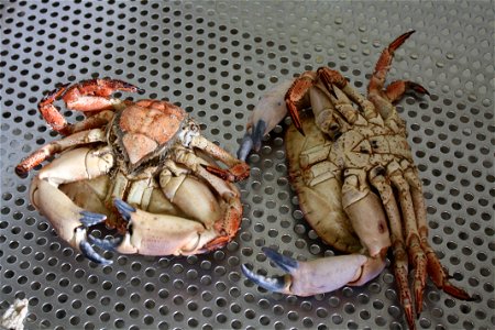 Bois de mar (Cancer pagurus) xa cocidos. Á esquerda, unha femia; á dereita, un macho. photo