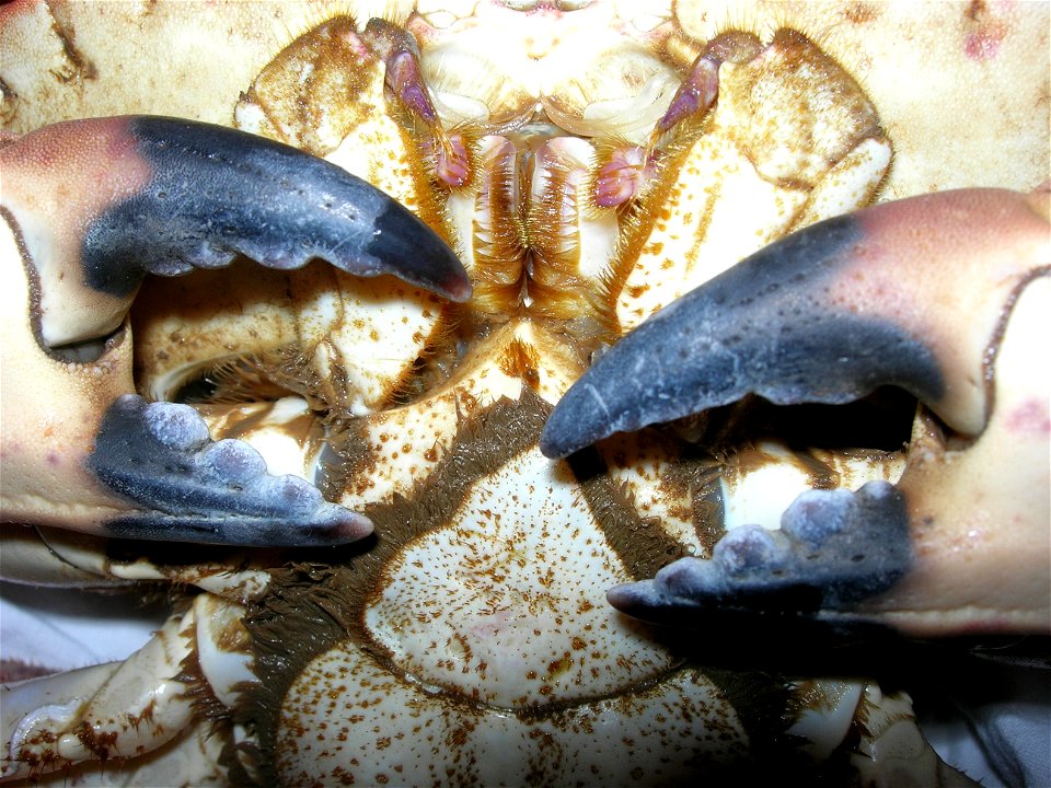 Crabe tourteau,face ventrale,détail.Auteur:Vassil.