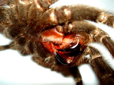 Lasiodora parahybana, adult female, chelicerae