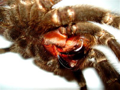 Lasiodora parahybana, adult female, chelicerae photo