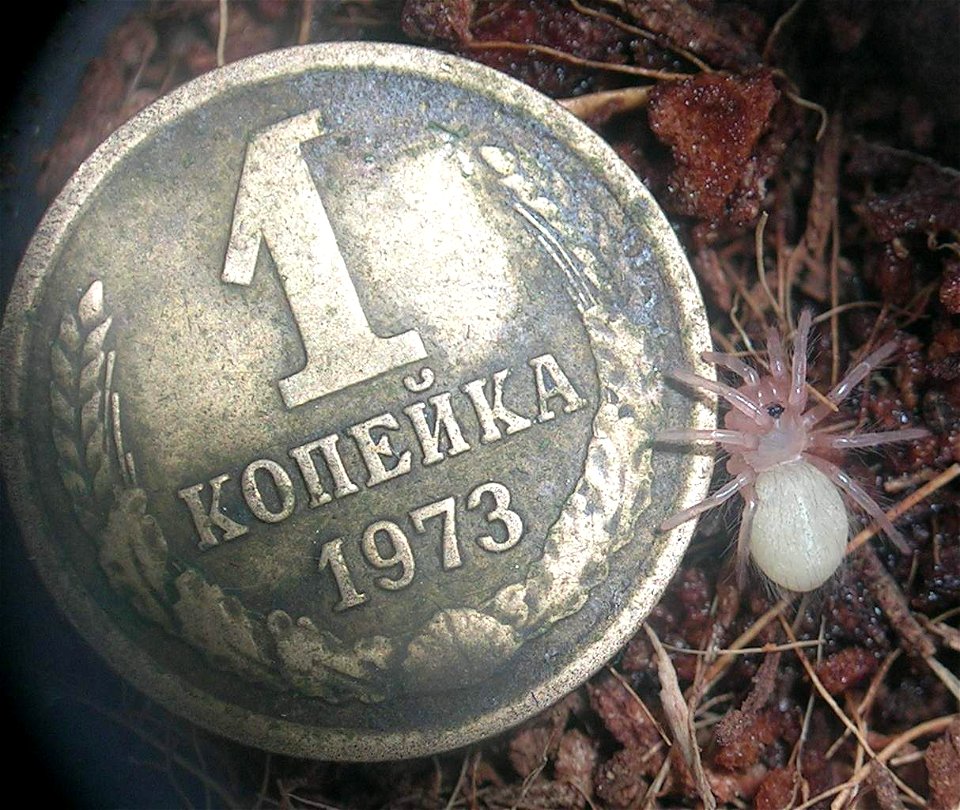 Rus: паук-птицеед Lasiodora parahybana; возраст "нимфа-2" по принятой в России классификации. Копейка имеет размер в 15.2мм
en: Lasiodora parahybana tarantula nymph-2 (the first days of its life). Coi