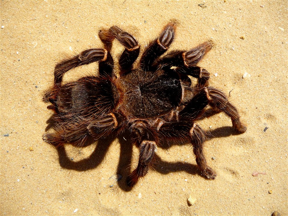 Brazilian salmon pink tarantuala (aslo birdeater) female (Lasiodora parahybana)