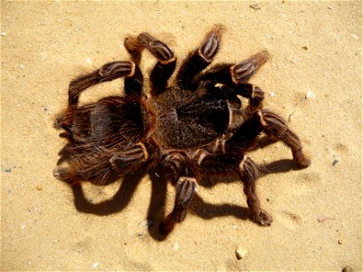 Brazilian salmon pink tarantuala (aslo birdeater) female (Lasiodora parahybana)