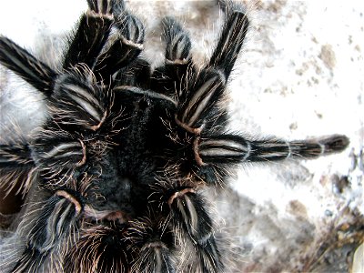 An adult female (10 years old) Lasiodora parahybana right after molting. Cephalothorax and patellae.