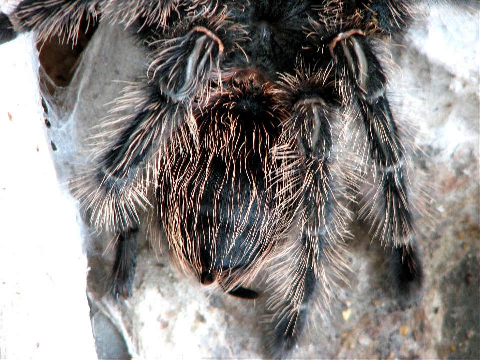An adult female (10 years old) Lasiodora parahybana right after molting. Detail of abdomen and hind legs. The urticating hairs are back as after every molting.