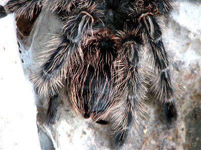 An adult female (10 years old) Lasiodora parahybana right after molting. Detail of abdomen and hind legs. The urticating hairs are back as after every molting.